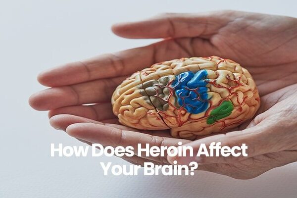Hands holding a model brain with colored sections.